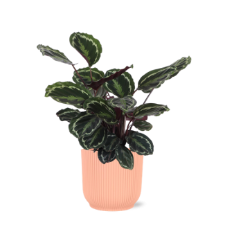 Calathea Medaillon, Groene Kamerplant in sierpot, Speciaal Bladkleuren, Calathea Medaillon Ø21cm - ↕70cm in Vibes ROZE