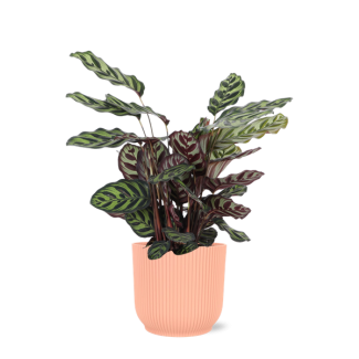 De Pauwenplant, Groene kamerplant in Sierpot, Calathea Makoyana Ø21cm - ↕70cm in Vibes ROZE pot