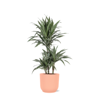 Drakenbloedboom (Dracaena Warneckii) Ø21cm - ↕65cm in Vibes ROZE pot