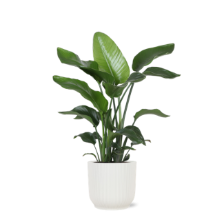 Paradijsvogelplant (Strelitzia Nicolai) - Ø21cm - ↕80cm in Vibes WIT pot