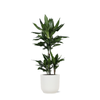 Struik drakenboom  in Vibes WIT pot  (Dracaena Janet Lind) - Ø21cm - ↕90cm