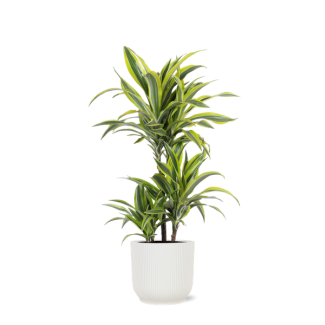 Drakenbloedboom Lemon Lime (Dracaena Lemon Lime) - Ø21cm - ↕65cm