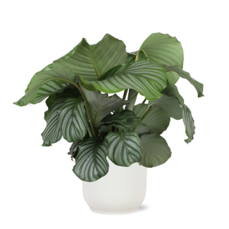 Pauwenplant (Calathea Orbifolia) - Ø21cm - ↕70cm in Vibes WIT pot