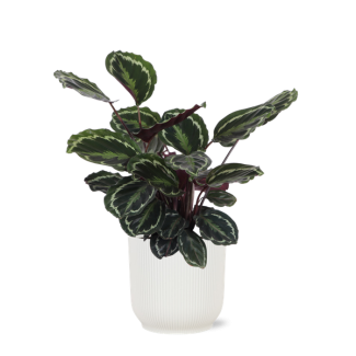 Pauwenplant in Vibes WIT pot (Calathea Medaillon) - Ø21cm - ↕70cm