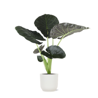 Olifantsoor in Vibes WIT pot (Alocasia Regal Shield) - Ø21cm - ↕100cm