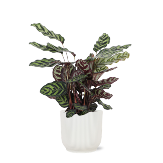 Pauwenplant  in Vibes witte sierpot (Calathea Makoyana) - Ø21cm - ↕70cm