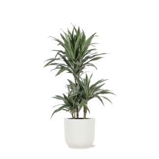 Struikvormige Dracaena  in Vibes witte pot (Dracaena Warneckii) - Ø21cm - ↕65cm