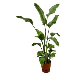 Strelitzia Nicolai inclusief elho Greenville Round bruin - 180 cm - Ø30