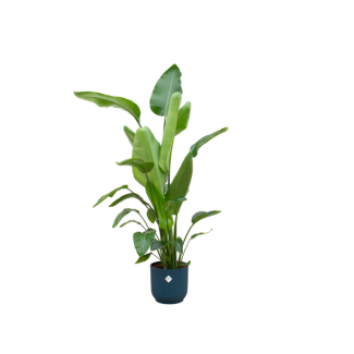 Combinatie van kamerplant Strelitzia Nicolai en blauwe pot, Ø30, 160 cm hoog