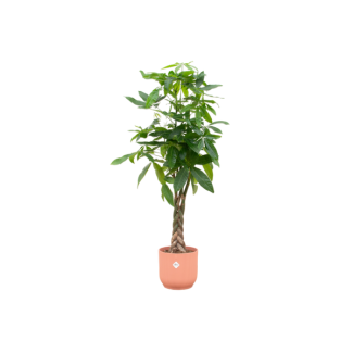 Groene kamerplant met gevlochten stam Pachira Aquatica met roze pot, 160 cm hoogte en Ø30