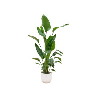 Groene kamerplant Paradijsvogelplant (Strelitzia Nicolai), 160cm - Ø30, inclusief pot elho Vibes Fold Round wit