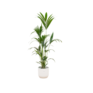 Groene kamerpalm (Kentia palm), 160cm - Ø30, inclusief witte elho Vibes Fold Round pot