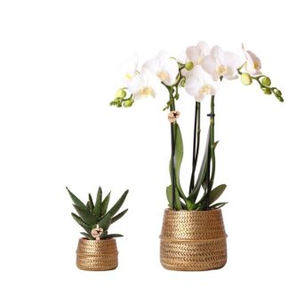 Kado Tip! Planten Set Groove, Witte Orchidee Ø9cm, Groene Succulent Ø6cm, Keramieken Gouden Pot,