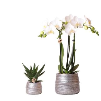 Kado Tip! Planten Set Groove, Witte Orchidee Ø9cm, Groene Succulent Ø6cm, Keramieken Zilveren Pot,