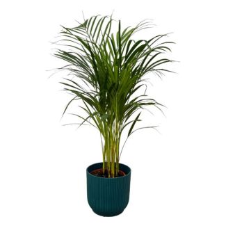 Areca palm - ↨85cm - Ø19cm inclusief elho Vibes Fold Round blauw D22xH20