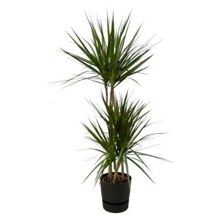 Dracaena Marginata - ↨120cm - Ø21cm inclusief elho Greenville Round zwart D24xH23