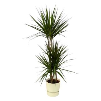 Elegante Dracaena Marginata en witte pot, ↨120cm