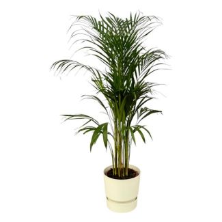 Areca palm voor binnen, ↨110cm - Ø21cm, witte pot inbegrepen D24xH23