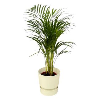 Goudrietpalm voor in de kamer inclusief witte Elho Greenville pot, ↨85cm - Ø19cm