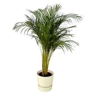 Goudrietpalm en witte pot van gerecycled plastic, ↨130cm, Ø24cm