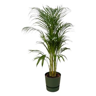 110 cm hoge kamerplant Areca palm Ø21 cm, inbegrepen elho Greenville Round groen D24xH23