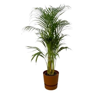 Goudpalm voor in de kamer (Areca palm) inclusief bruine pot, ↨110cm - Ø21cm