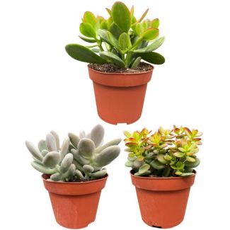 3 stuks vetplanten - ↕16-22cm - Zinc - Ø13 cm, : Crassula Minor  Crassula Ovata en Pachyphytum Oviferum.