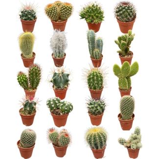 Huis vol cactussen - 20 verschillende soorten cactussen - onderhoudsvrije planten mix