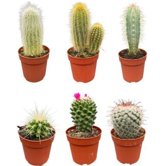 prachtige en gevarieerde mix van zes verschillende soorten cactussen  - ↕8-15cm - Ø6.5 cm