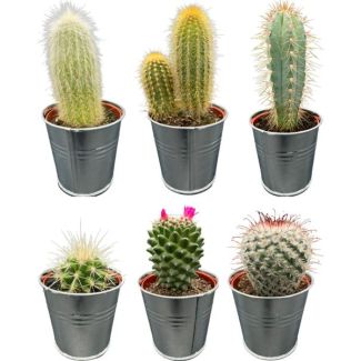 Cactussen mix,prachtige en gevarieerde mix van zes verschillende soorten cactussen in zinken potten