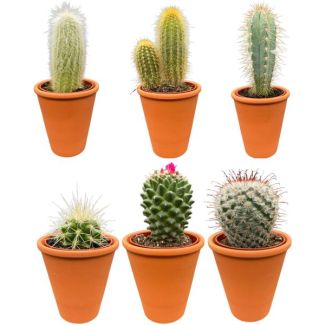 terracotta cactussen mix,prachtige en gevarieerde mix van zes verschillende soorten cactussen in terracotta potten