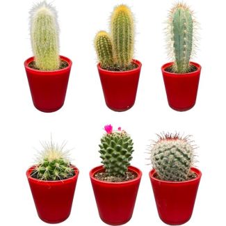 gevarieerde mix van zes verschillende soorten cactussen in een moderne, rode glazen pot ten