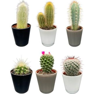 zes unieke soorten cactussen in moderne glazen potten - Ø7.5 cm -  ↕8-15cm