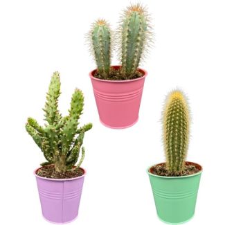 Betoverende Cactus Set: Een Mix van Drie Unieke Soorten in Stijlvolle Zinken Potten