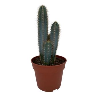 zuilvormige Blauwe Cactus (Pilosocereus Azerues) (↕30-40cm -  Ø18 cm)