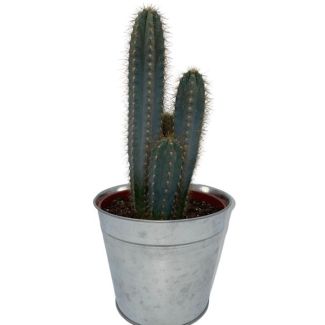 zuilvormige Blauwe Cactus (Pilosocereus Azerues) in zinken pot (↕30-40cm -  Ø18 cm)