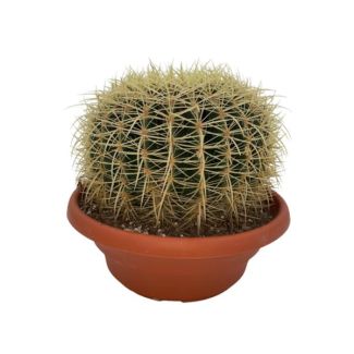 1 cactus schoonmoedersstoel (Echiocactus Grusonii)  Ø24 cm- ↕23 - 28 cm