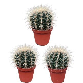 3 stuks cactus schoonmoedersstoel (Echiocactus Grusonii)  Ø10.5 cm - ↕13 - 17 cm