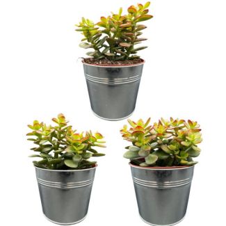 3 stuks de kleine Jadeplant (Succulenten- Crassula Minor) in zinken pot  - ↕15-20cm - Ø13 cm