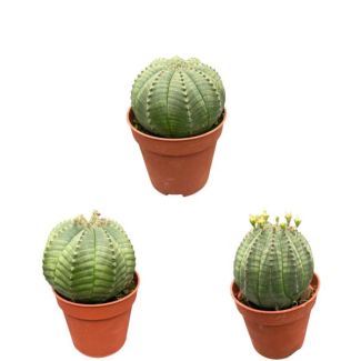 3 stuks Cactus- honkbalplant of 'Baseball Plant'   (Euphorbia obesa)- 5.5cm potten- 6-9cm Hoog