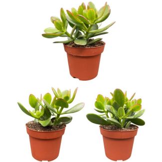 3 stuks  Jadeplant, geldboom, geluksplant, vriendschapsboom (Succulenten- Crassula Ovata)- ↕15-20cm  - Ø13 cm