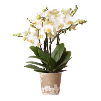 Vlinder Orchidee Lausanne, Kleur Wit, Bloeiende Kamerplant,  Phalaenopsis Orchideeën, Potmaat 12cm