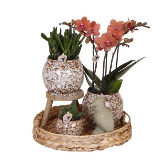 Cadeau-Tip! Kamerplantenset, Een Rode Phalaenopsis Orchide + Succelenten icl. Keramieken Sierpotten