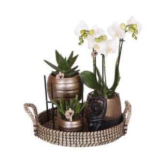 Cadeau-Tip! Kamerplantenset, Koperkleurige sierpotten met Phalaenopsis Orchidee + diverse Cuccelenten,  op een rond dienblad