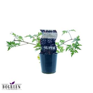 De Bramenstruik, Doornloos, Fruitstruik, kleur donkerpaars-zwart, Rubus Thornless Evergreen ,  Ø12cm - ↕30cm