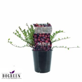 4x Cranberry planten, Bodembedekking, fruitstruik, kleur Rood-donkerrood, Vaccinium Early Black, Ø12cm - ↕20cm