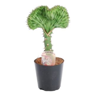 30 cm hoge Euphorbia lactea Cristata, Groene koraalcactus, ø10,5