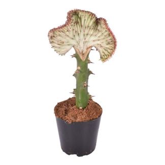 Rode en zeer opvallende kamerplant Euphorbia lactea Cristata, 35 cm hoge koraalcactus, ø12