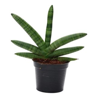 Donkergroene en luchtzuiverende kamerplant Sansevieria Skyline, 25 cm hoge vrouwentong, ø10,5