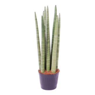 Opvallende vrouwentong voor in de kamer, Sansevieria cylindrica 'Spaghetti', 40 cm hoog, ø10,5